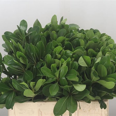 Pittosporum Nurit