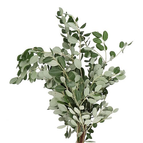 Pittosporum Ralphii