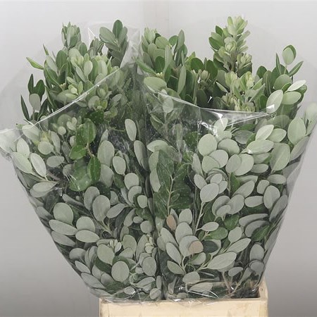 Pittosporum Ralphii