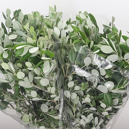 Pittosporum Ralphii