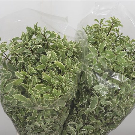 Pittosporum Silver Nigra
