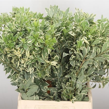 Pittosporum Variegated Fine Leaf