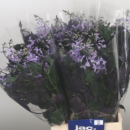 Plectranthus Mona