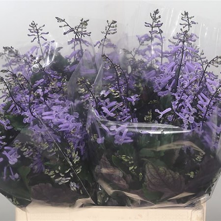 Plectranthus Mona