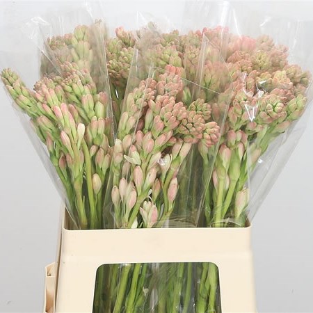 Polianthes Tuberosa