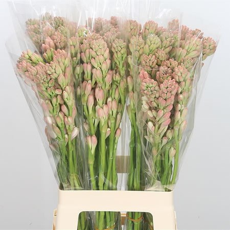 Polianthes Tuberosa