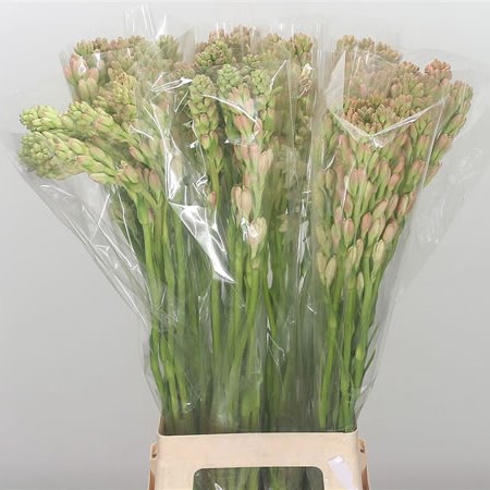 Polianthes Tuberosa