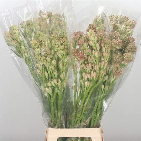 Polianthes Tuberosa