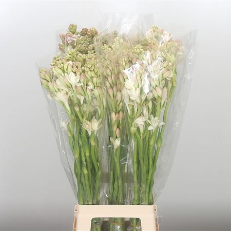 Polianthes Tuberosa