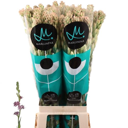 Polianthes Tuberosa Epic Eva