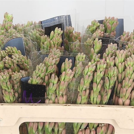 Polianthus Pink Sapphir
