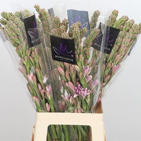 Polianthus Pink Sapphir