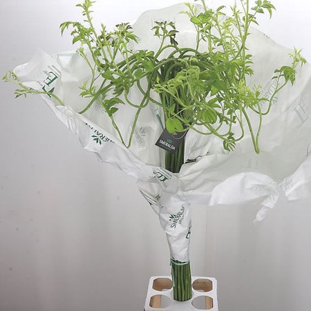 Polyantha Smeralda Green Show