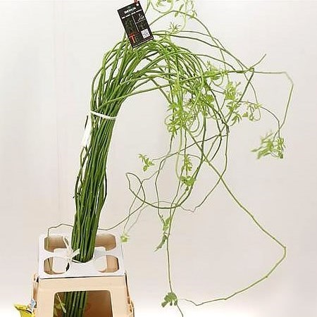 Polyantha Smeralda Green Show