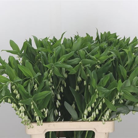 Polygonatum Multiflorum