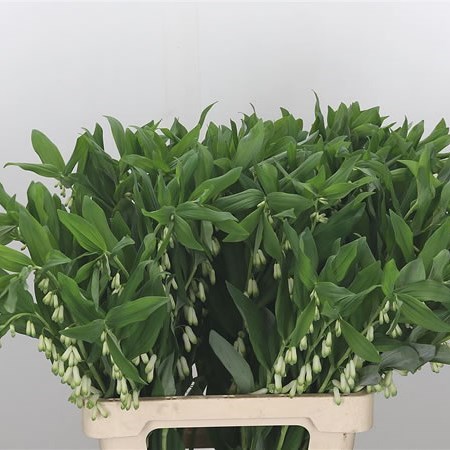 Polygonatum Multiflorum