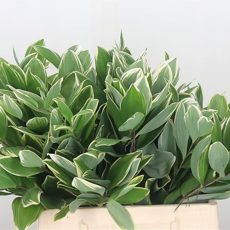 Polygonum Variegated