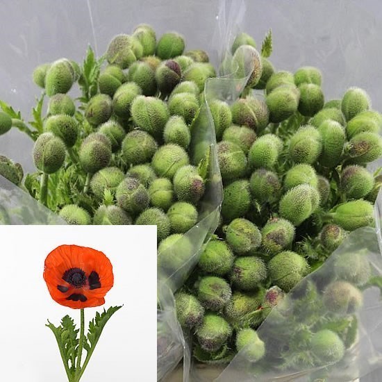 Poppies Pizzicato Orange (poppies)