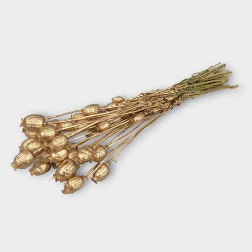 Poppies on Stems Metallic Gold (Dried)