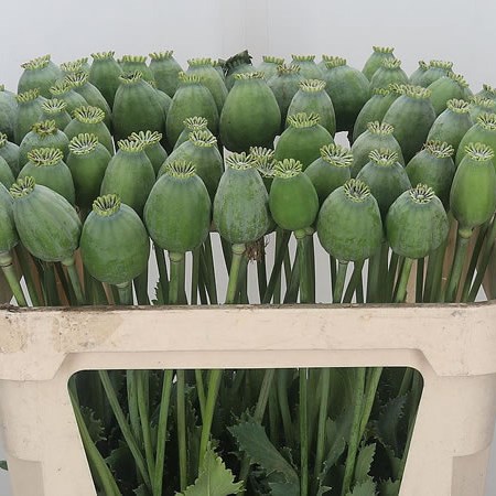 Poppy Heads Bowling Ball