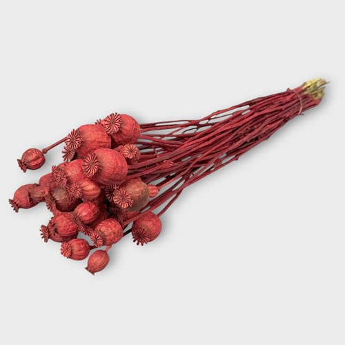 Poppy Heads Dyed Red (Dried)