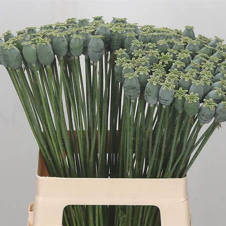 Poppy Heads Mini Natural (Papaver)