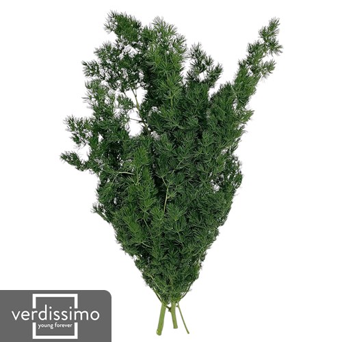 Preserved Asparagus Ming Fern (by Verdissimo)