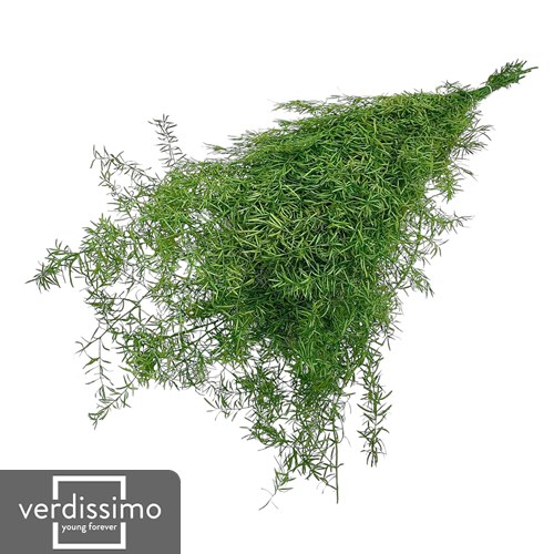 Preserved Asparagus Sprengeri (by Verdissimo)