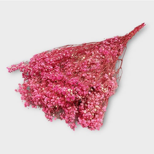 Gysophila Dyed Pink & Preserved