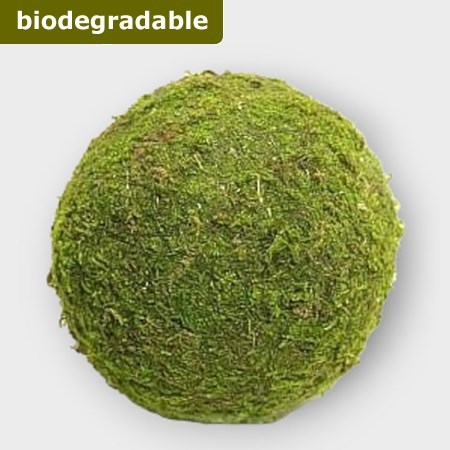 Preserved Moss Balls 20cm (pack of 1)