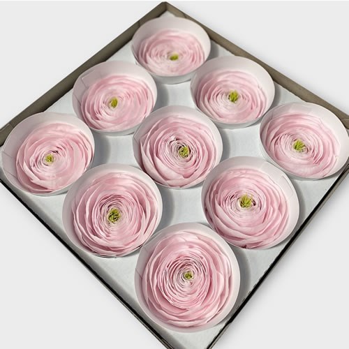 Preserved Ranunculus - Light Pink