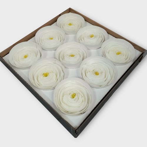 Preserved Ranunculus - White