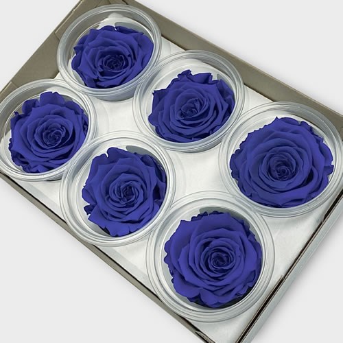 Preserved Roses - Blue (L)