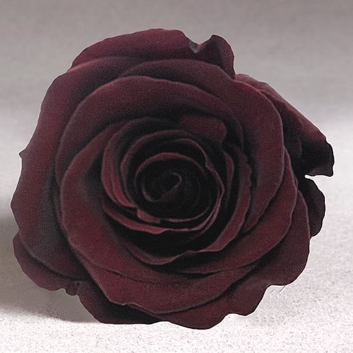 Preserved Roses - Choco (01)