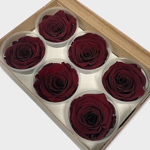 Luxury One Year Preserved Roses | Wholesale Flowers & Florist Supplies UK