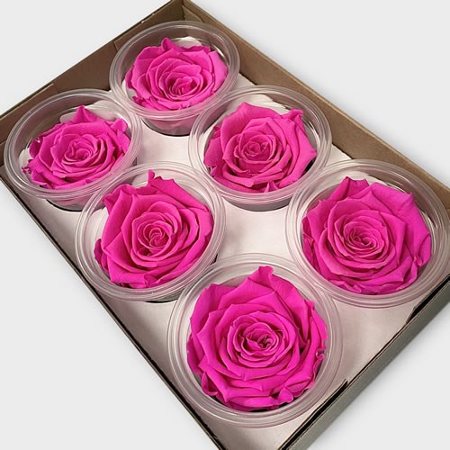 Luxury One Year Preserved Roses | Wholesale Flowers & Florist Supplies UK
