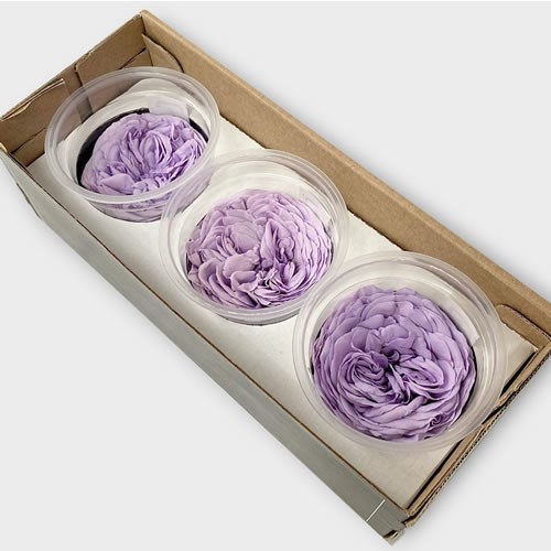Preserved Roses - Garden Style Violet