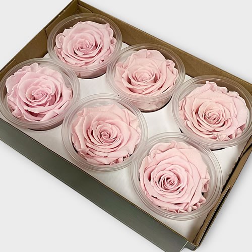Luxury One Year Preserved Roses | Wholesale Flowers & Florist Supplies UK