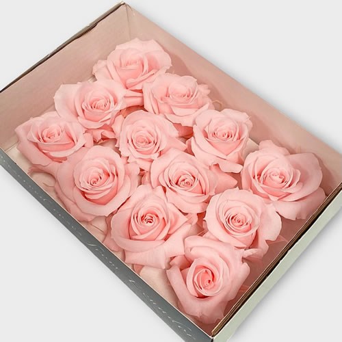 Preserved Roses - Light Pink (M)