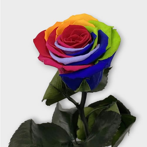 Preserved Roses - Rainbow (on stem)