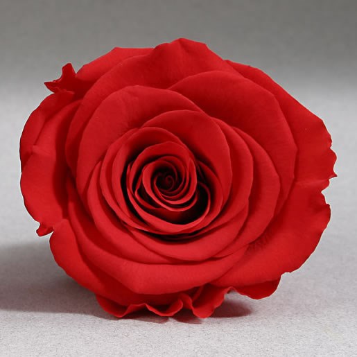 Preserved Roses - Red (02)
