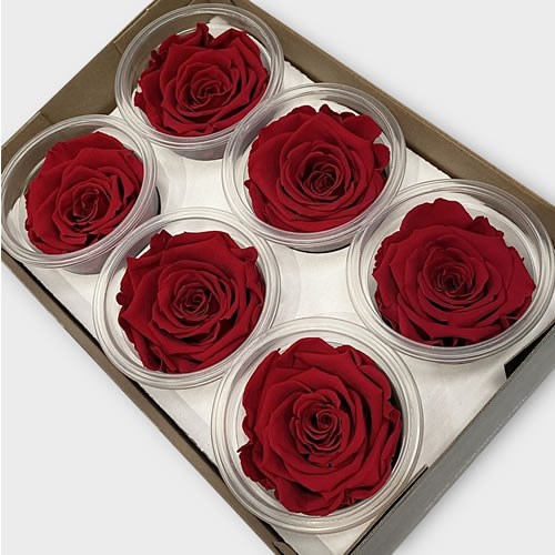 Luxury One Year Preserved Roses | Wholesale Flowers & Florist Supplies UK