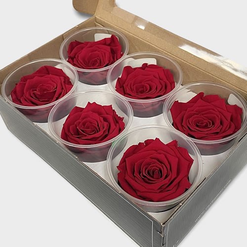 Luxury One Year Preserved Roses | Wholesale Flowers & Florist Supplies UK