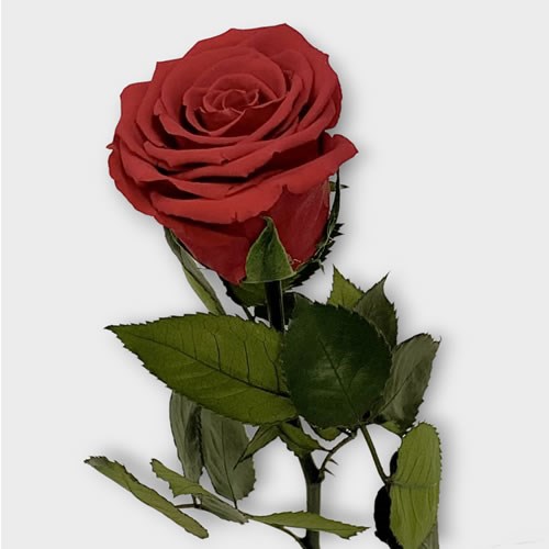 Preserved Roses - Red (on stem)