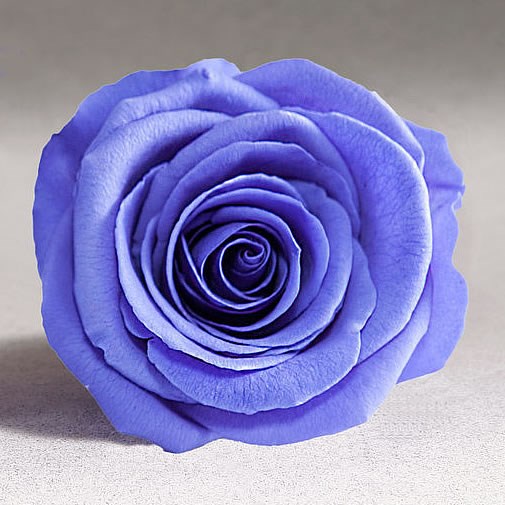 Preserved Roses - Violet (01)