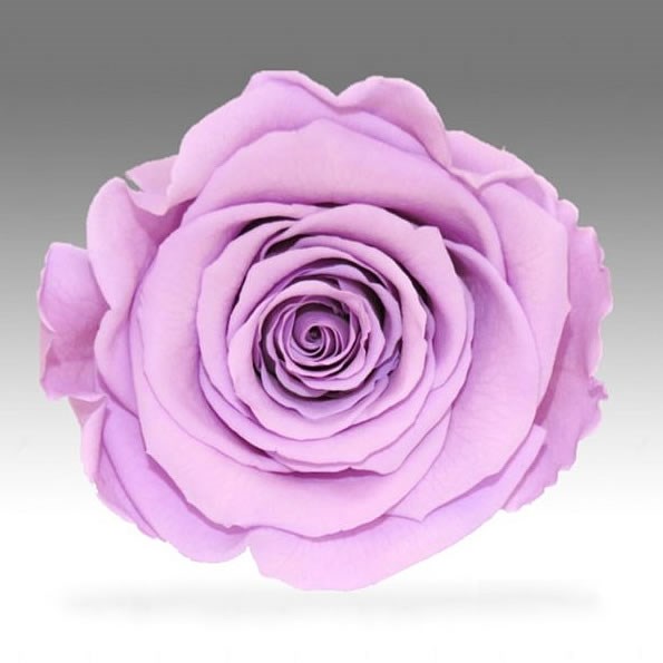 Preserved Roses - Violet (03)