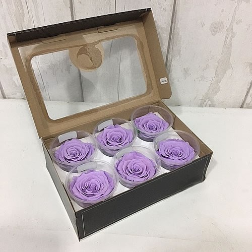Preserved Roses - Violet