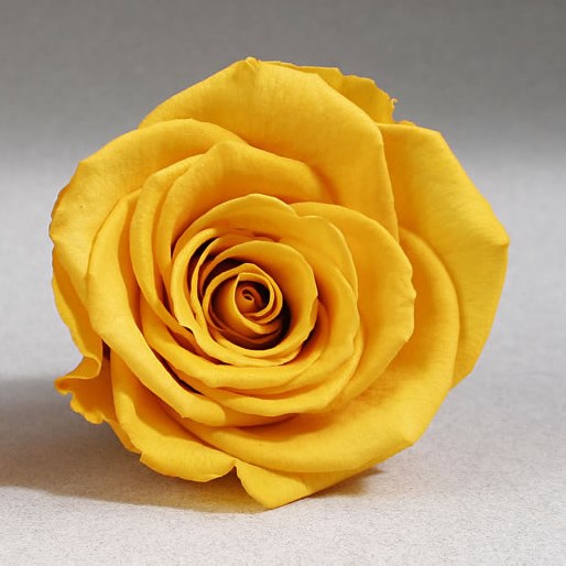 Preserved Roses - Yellow (02)