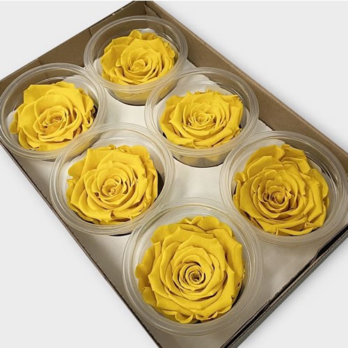 Preserved Roses - Yellow (L)