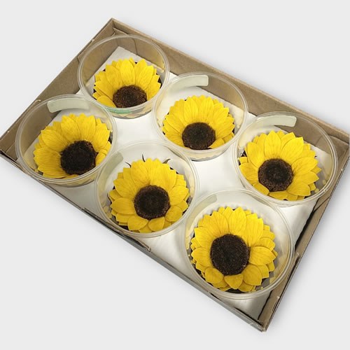 Preserved Sunflowers